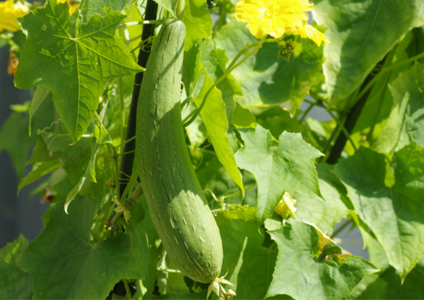 SPONGE GOURD SEEDS, F1 Hybrid Sponge Gourd