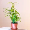 Sanderiana Plant(Lucky Bamboo)-1pc