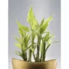 Sanderiana Plant(Lucky Bamboo)-1pc - Image 2