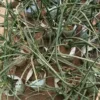 Sansevieria  Snake Plant- 1pc - Image 2