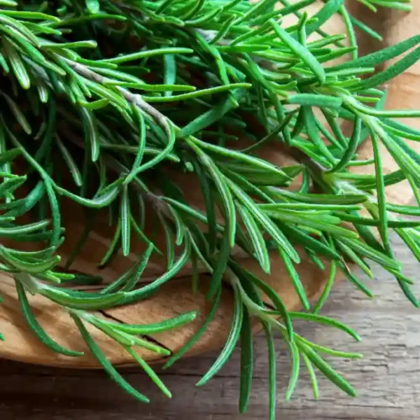 Rosemary Hybrid Seeds(10 no. of seeds)