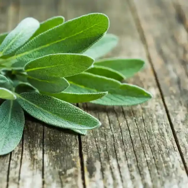 Sage Hybrid Seeds- 10seeds - Image 2