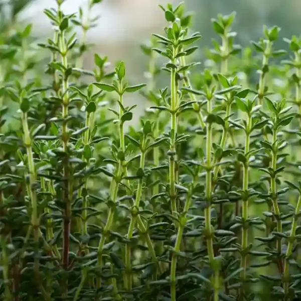 Thyme Hybrid Seeds- 50 seeds - Image 2