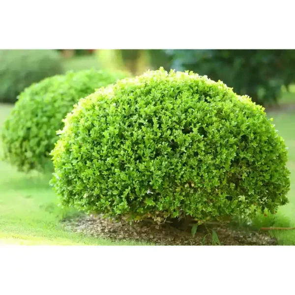 Ball Kamini Plant-1pc - Image 3