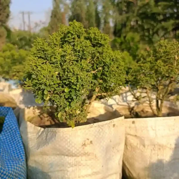 Ball Kamini Plant-1pc - Image 2