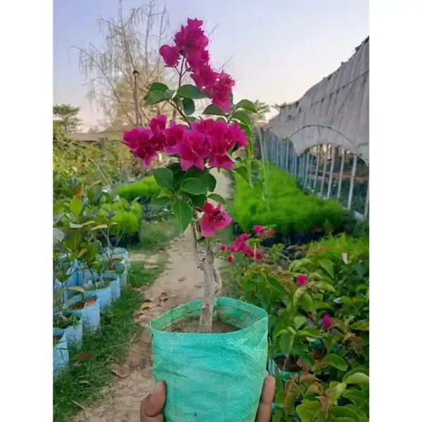 Bougainvillea (Pink) Plant - Image 2