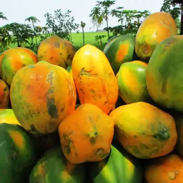 Papaya F1 Hybrid Seeds-10 seeds - Image 2