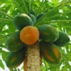 Papaya F1 Hybrid Seeds-10 seeds