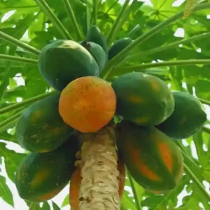 Papaya F1 Hybrid Seeds-10 seeds