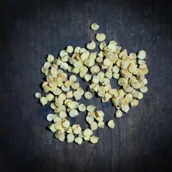 Capsicum Colored F1 Seeds - 20 Seeds - Image 2