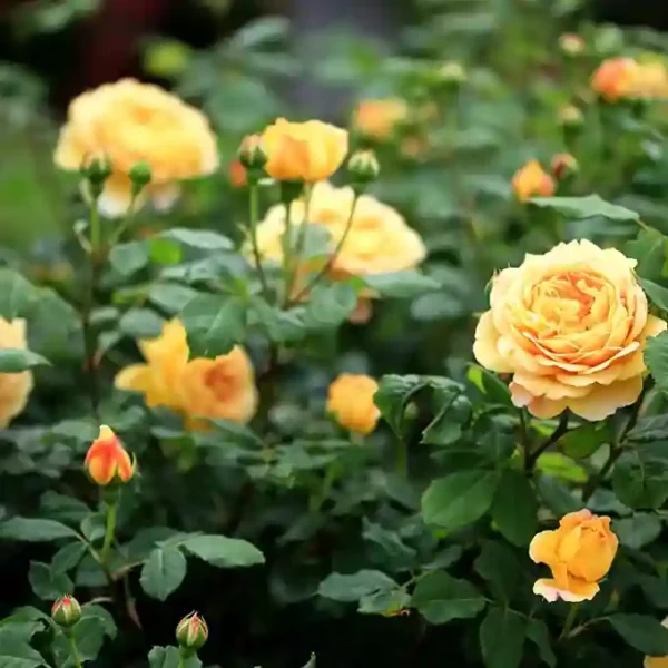 Yellow Rose Plant-1pc - Image 2