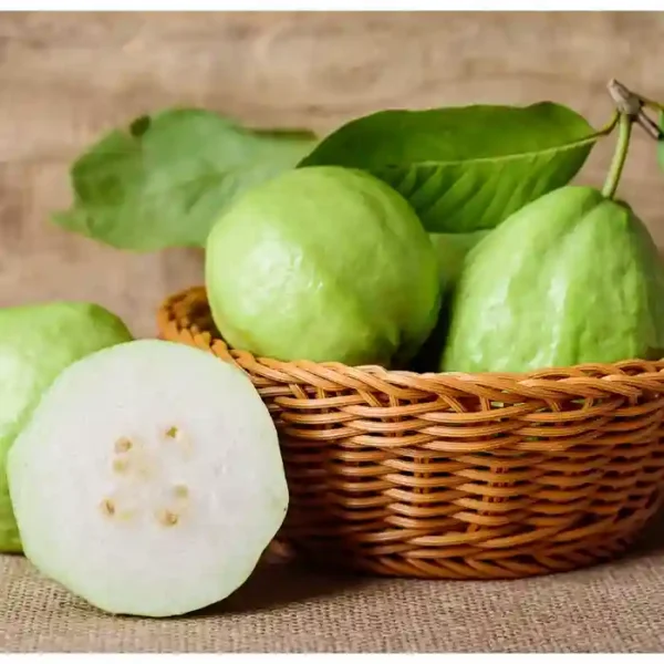 Guava Plant(अमरूद का पौधा)-1pc - Image 2